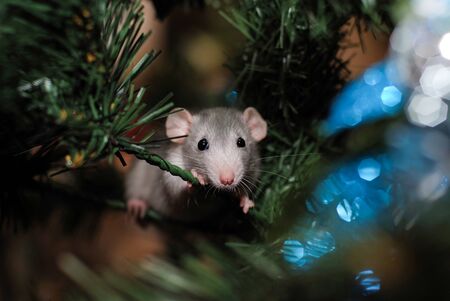 home pet rat on a christmas tree background