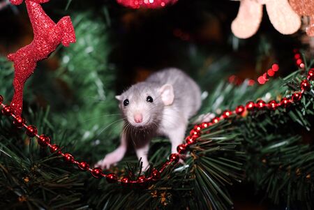 home pet rat on a christmas tree backgroundの写真素材