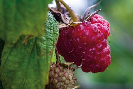 beautiful ripe raspberry berry on the bush