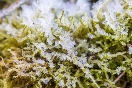 the frozen ice sheets in the winter , the snowflakes on the leavesの写真素材