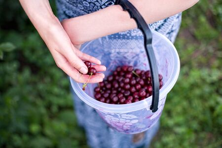 a bucket of beautiful juicy ripe cherries, a bucket of collected berries cherry harvestの写真素材