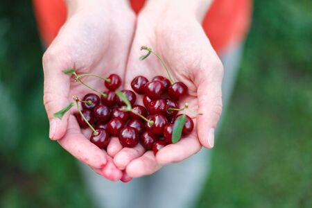 ripe juicy organic cherry berries close-up, harvesting of an agricultural plant of cherry or sweet cherry, manual berry picking, gardener workerの写真素材