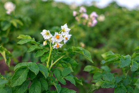 beautiful blooming flower of the potato in the potato fieldの写真素材