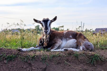 little goat grazing on the lawn in the village, country fieldの写真素材