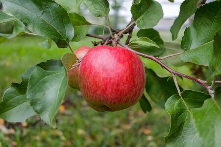 ripe red juicy sweet apple on an apple tree branch in the garden, agricultural theme, harvesting,...