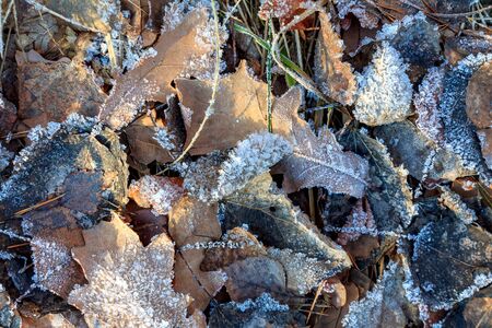 the frozen ice sheets in the winter , the snowflakes on the leavesの写真素材
