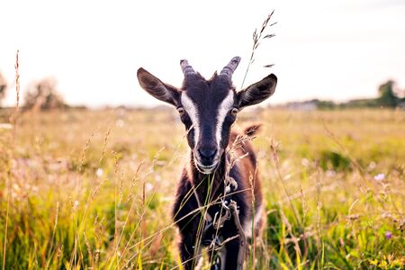 little goat grazing on the lawn in the village, country fieldの写真素材