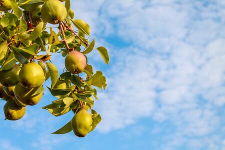 ripe juicy organic pear fruit close-up on a pear tree, harvesting an agricultural pear plant, hand picking fruit, garden workerの写真素材
