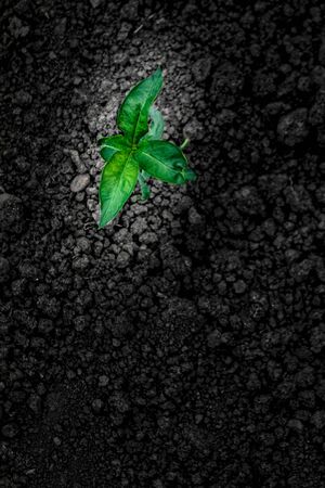 small flower green sprout in the rough ground, the single flower in the ground, dessert, growthの写真素材