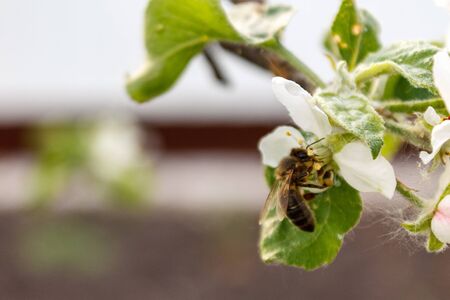 bee wasp collects pollen from a flower close-up on the background of a sunny sunset, summer moodの写真素材