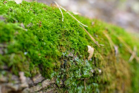 tree roots in southern forest covered with moss greenery, selective focusの写真素材