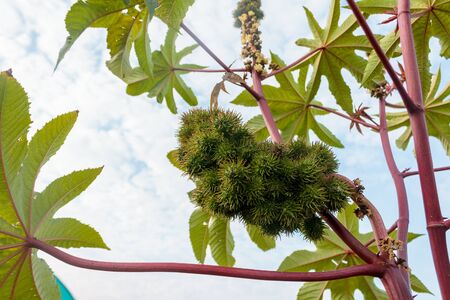 blooming ripe plant castor, oil, medicinal and ornamental plant close-upの写真素材
