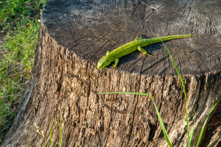large green bright lizard on a tree close-up macro, forest fauna, mechanisms of biological protection and camouflageの写真素材
