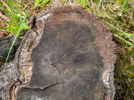 annual rings on the tree trunk, the age of the tree on the cut, the cut tree in the forest, the...