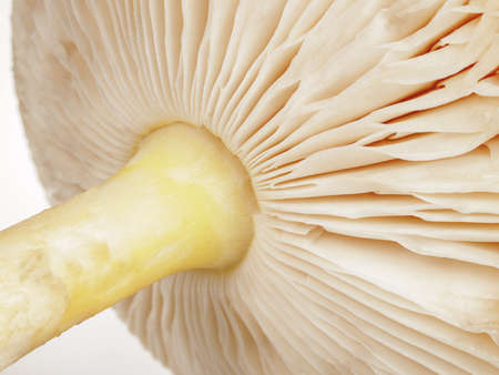 Structure of the cap of a lamellar mushroom, close-up, macro, edible and poisonous mushrooms, poisoning, selective focusの写真素材