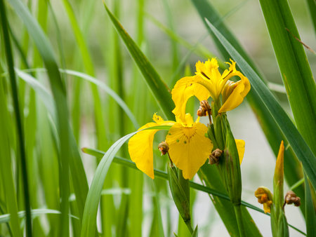 False-airian iris, yellow iris, marsh iris, water iris, airian iris, a perennial coastal herbaceous...