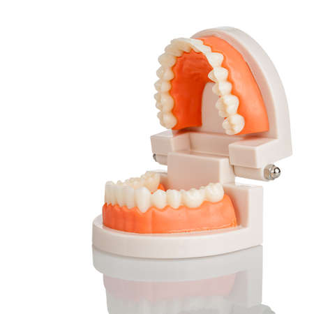 Plastic anatomical model of a human jaw, upper and lower with teeth, isolated on a white background,...