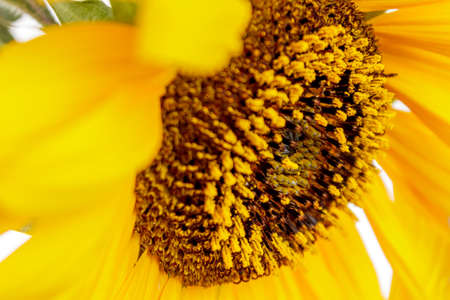 Photo of an annual sunflower flower close-up, selective focus, flowers and nature