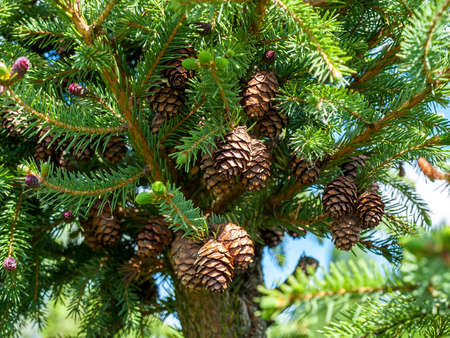 A cone is a modified shoot that develops at the ends of branches of gymnosperms of coniferous plants...