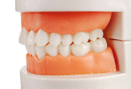 Artificial model of human jaw, teeth bite, correct healthy, orthognathic, orthodontic dental treatment, close-upの写真素材
