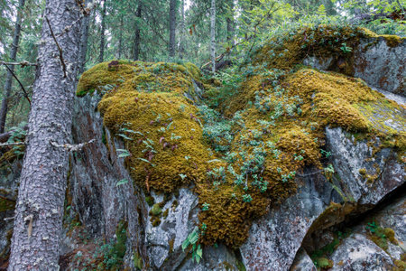 trees growing on rocks, stones, in the forest, a powerful root system of trees;の写真素材