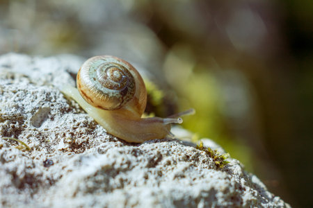 Snail crawling on a stone in nature close-up macro