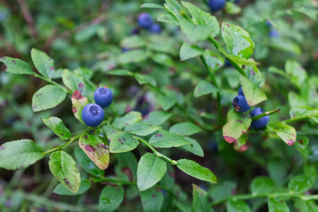 blueberries in the northern forest, close-up, berries in the forestの写真素材
