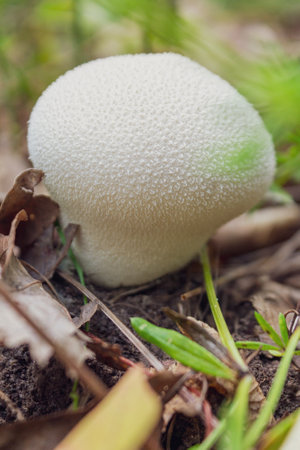 White mushroom with an uneven structure growing in the forestの写真素材
