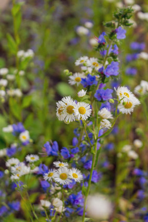 Blooming flowers of an daisy chamomile plant on a bright warm sunny day close-up