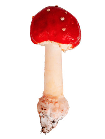 fly agaric mushroom, poisonous toxic mushroom, inedible hallucinogenic, isolated on white background, close upの写真素材