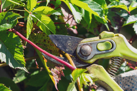A gardener trims shrub branches with pruning shears and shearsの写真素材