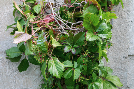 Wild vineyard bush on the background of a concrete wall selective focus wild vegetation