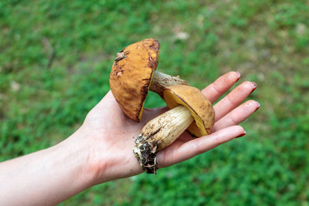 cut edible mushrooms in the hand of a mushroom picker in the forest, close-up, season to find...