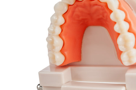 artificial jaw with teeth, teeth cleaning training, prevention of dental diseases, dentist...