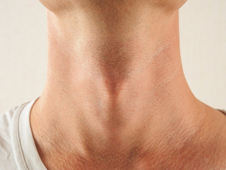 Adam's apple in a man, close-up structure of cervical cartilage organs, close up