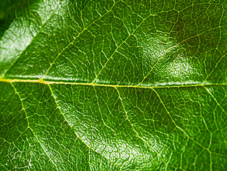 green juicy bright leaf of a home plant, close-up