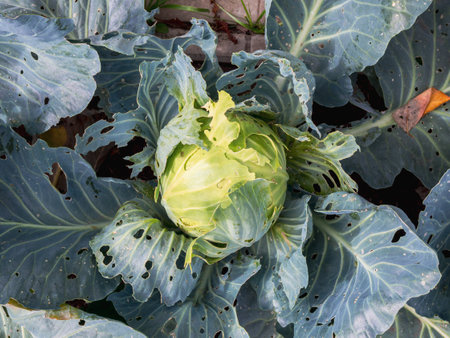 Plants of a head of cabbage eaten by parasites slugs and snails in the garden bed close-upの写真素材