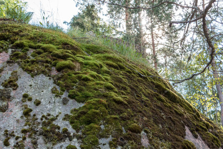 Natural green flies moss growing in nature rock close up macro selective focusの写真素材