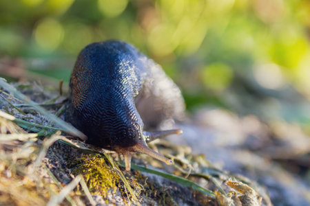 Large black slug living in a garden plot, pests of garden crops, close-upの写真素材