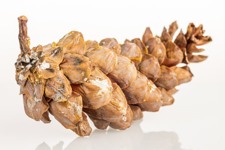 Fir pine cone evergreen plant structure macro shot, isolated on white background, close up