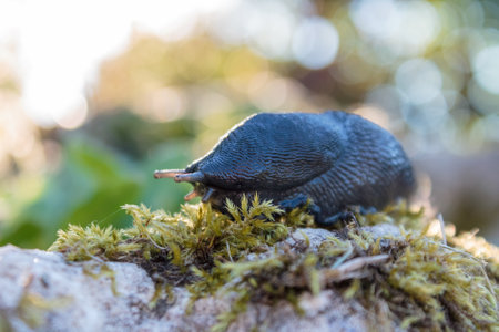 large slug in the garden, in nature, close-up macro, garden pests, crop eatersの写真素材