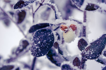 plant covered with snow in winter, frozen icy foliage, fallen snow, frost and precipitation, freezing rain, close-upの写真素材