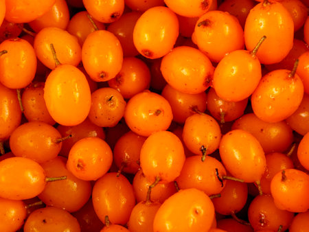 Close-up of bright orange sea buckthorn berries tightly clinging to a branch with green leaves. The...