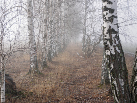 Foggy forest in the rain, drops of water sparkle on the branches, creating an atmosphere of calm and solitude in nature.の写真素材