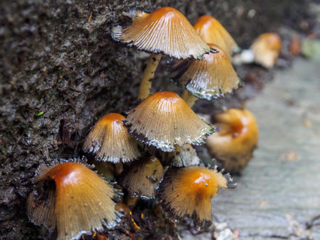 Close-up of mushrooms in a fairytale forest: a magical atmosphere and amazing details of nature in...