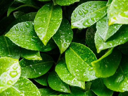 Green leaves with dew drops in the background, symbolizing the freshness and purity of nature, reflecting ecology and harmony.の写真素材