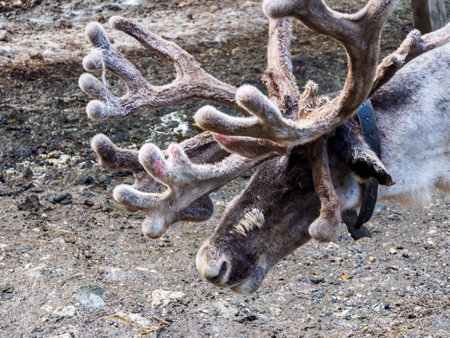 Close-ups of reindeer antlers, impressive and majestic, highlight the splendor of the wild nature of the far north.の写真素材