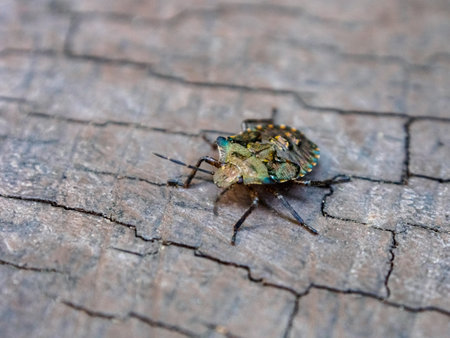A close-up view of the bedbug with detailed textures and vibrant colors, highlighting its uniqueness...
