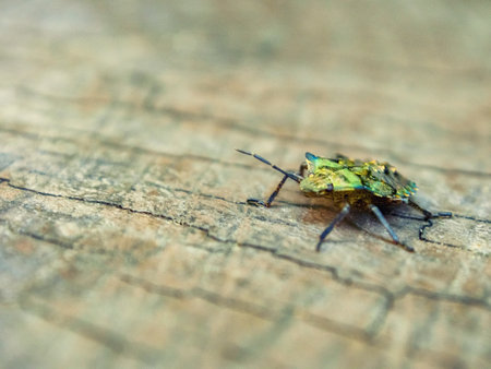 A close-up view of the beetle with detailed textures and vibrant colors, highlighting its uniqueness...