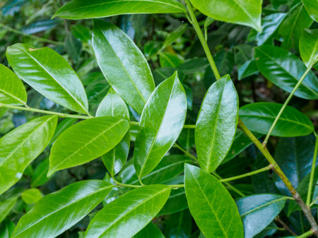 The lush greenery of the leaves against the backdrop of sunlight creates an atmosphere of freshness...